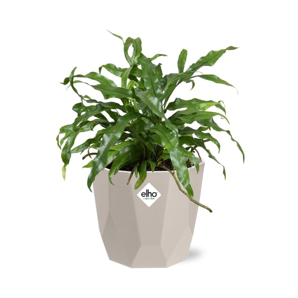 Microsorum Diversifolium in ELHO b.for rock 14 cm warm grey (21777)