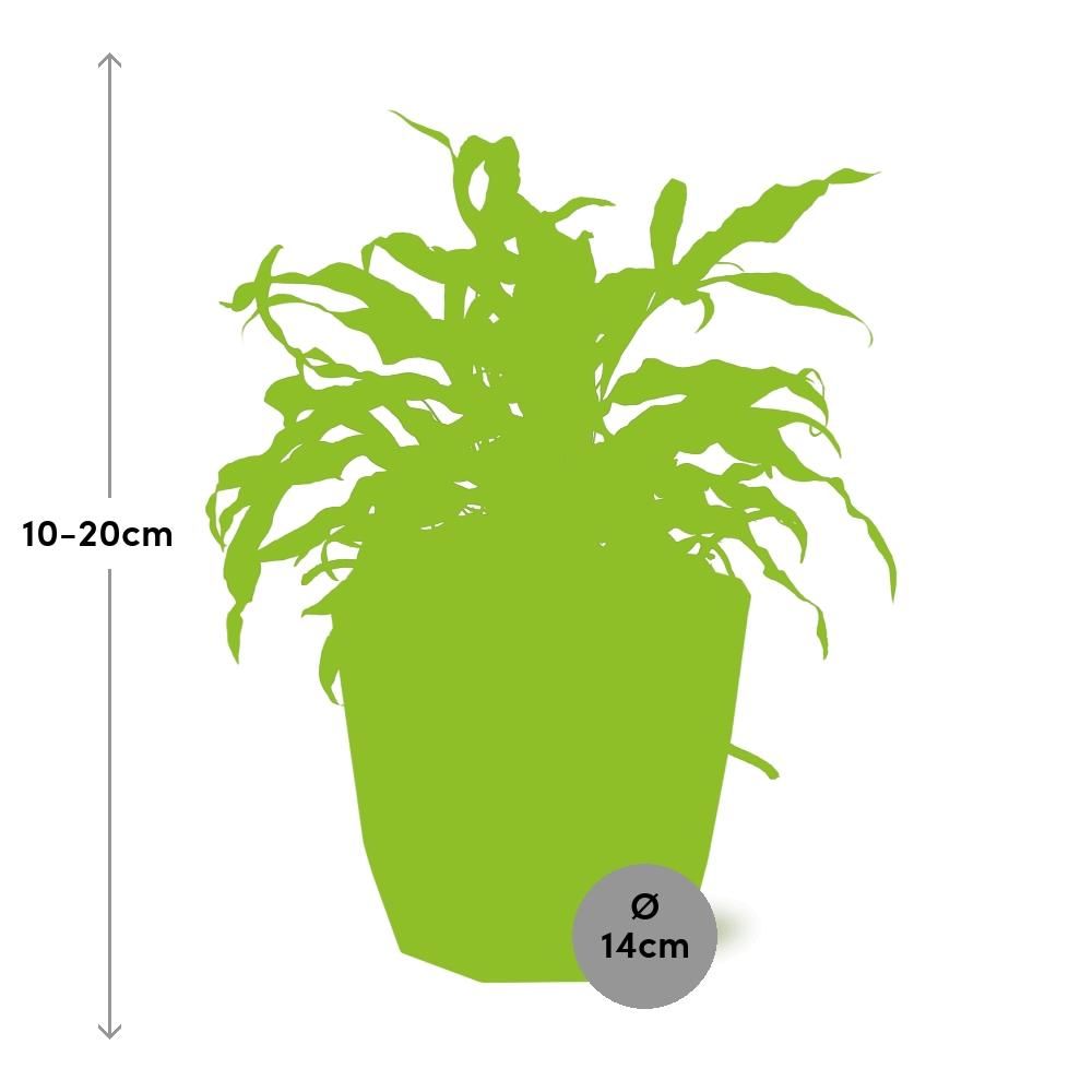 Microsorum Diversifolium in ELHO b.for rock 14 cm warm grey (21777)