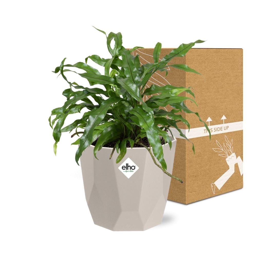 Microsorum Diversifolium in ELHO b.for rock 14 cm warm grey (21777)