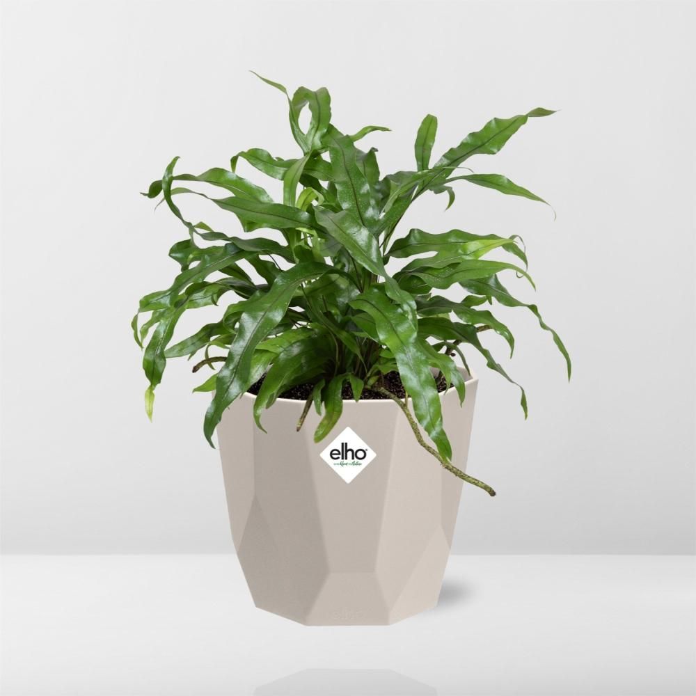 Microsorum Diversifolium in ELHO b.for rock 14 cm warm grey (21777)