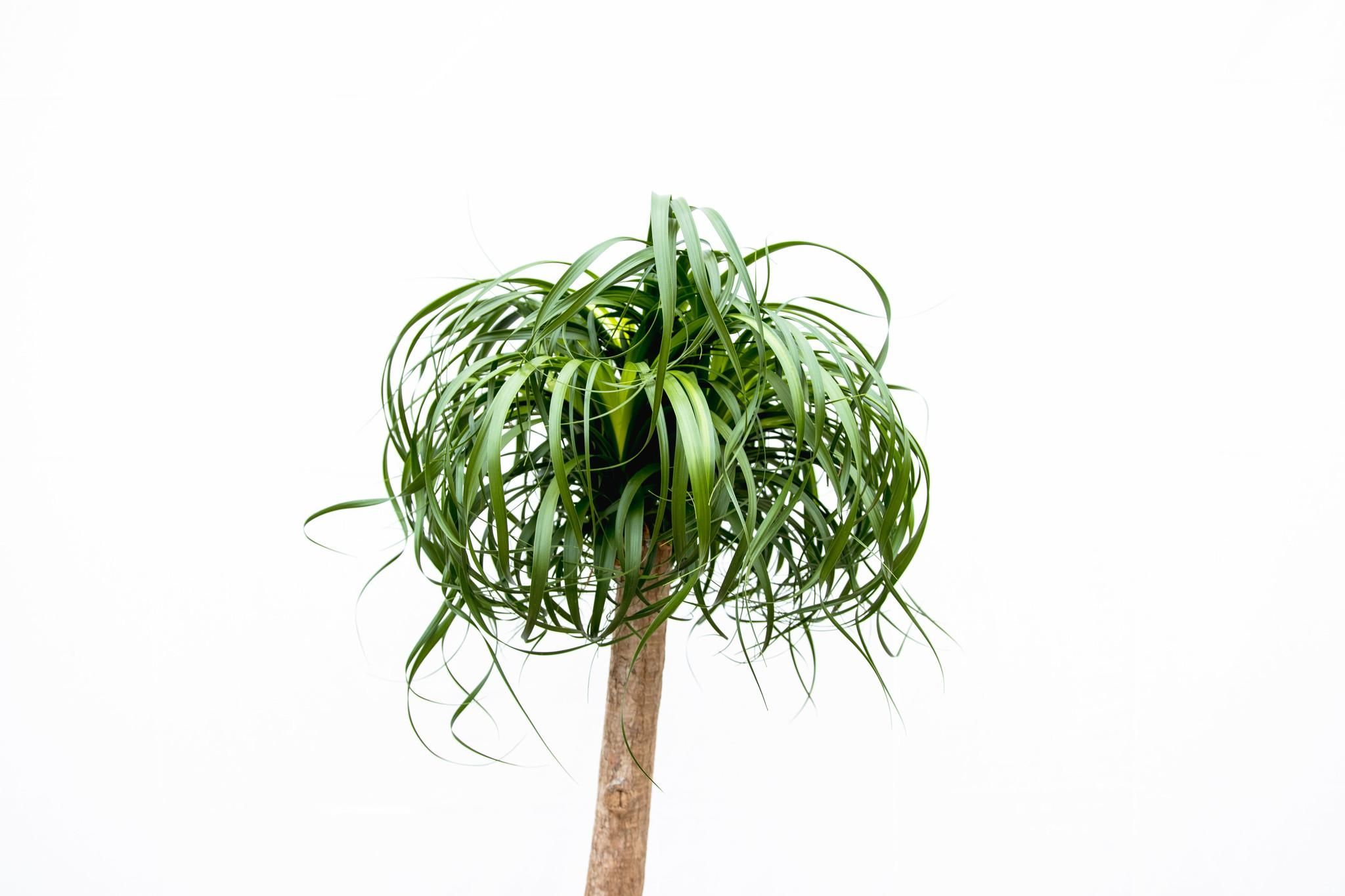 Beaucarnea XXL - 200cm (14129)