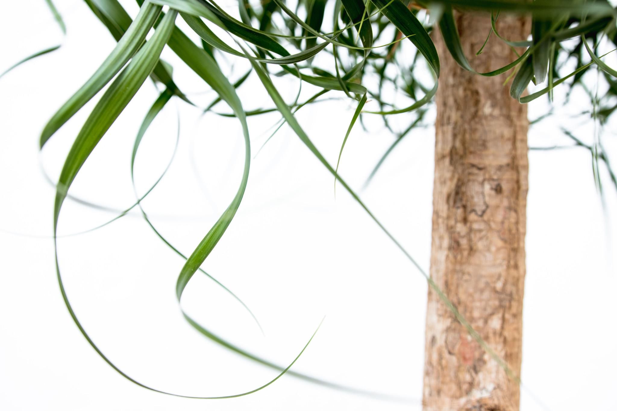 Beaucarnea XXL - 200cm (14129)