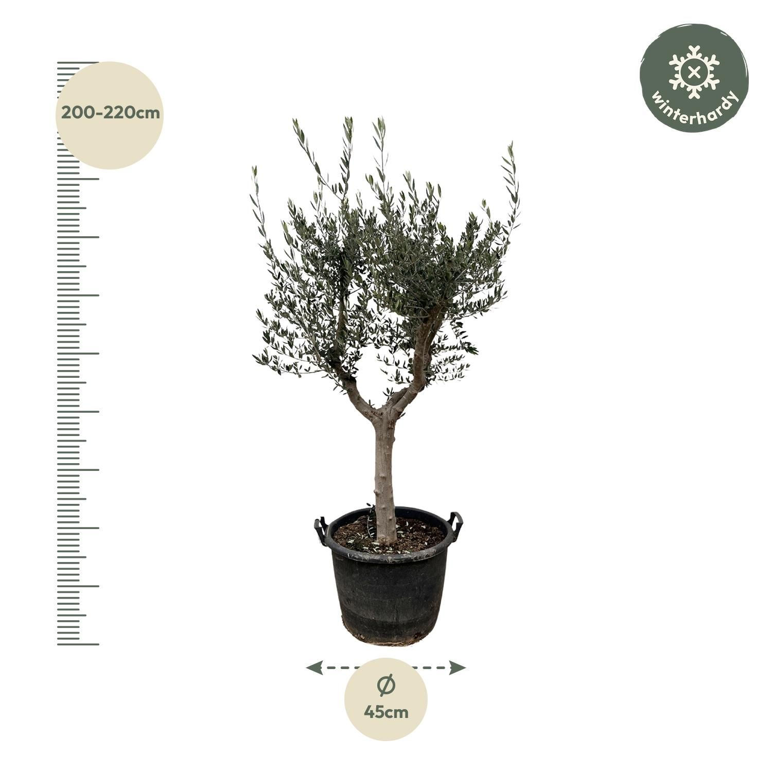 Olea Europaea Cultivo - 230cm- Ø45 (8721055693857)