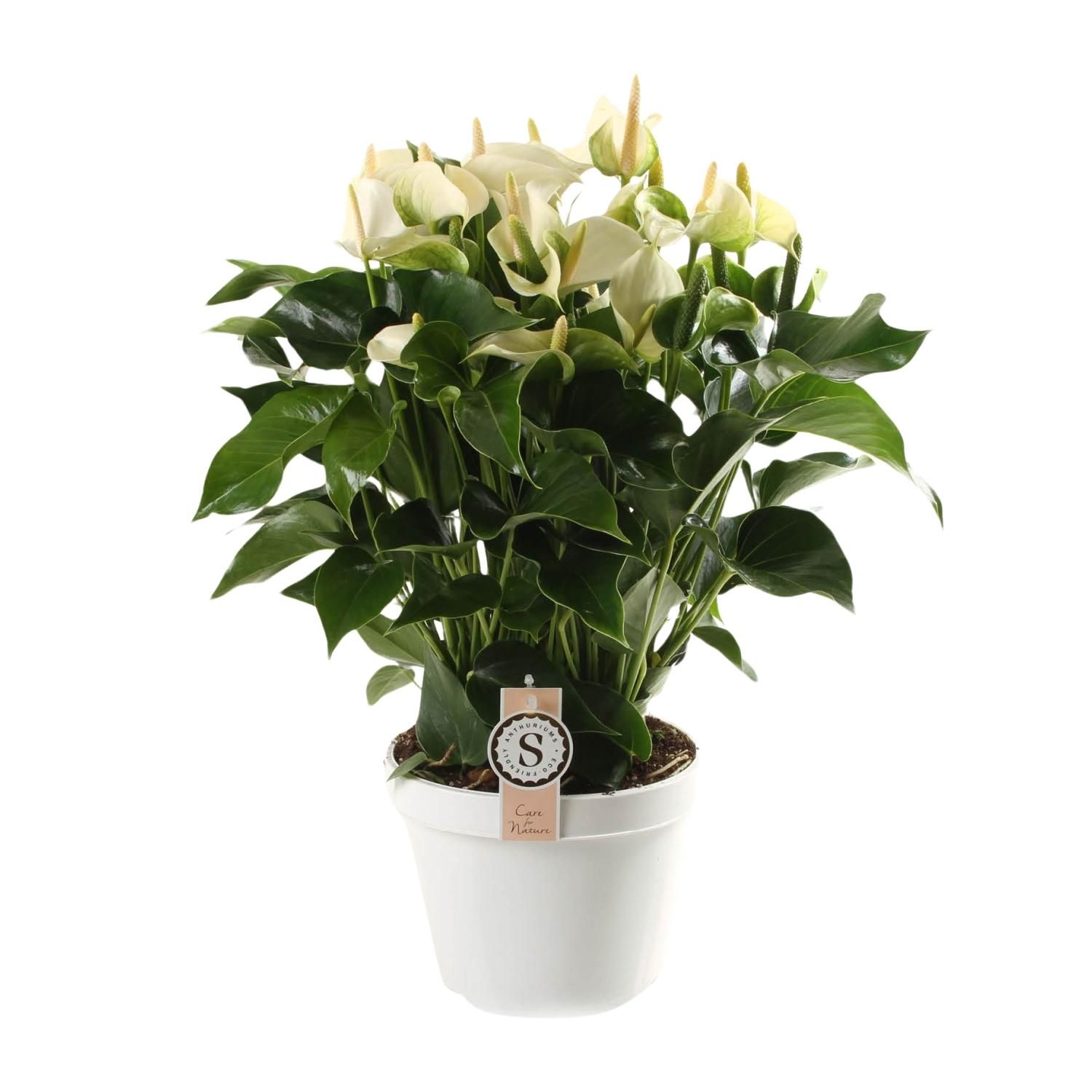 Anthurium White Champion 21cm (22593)