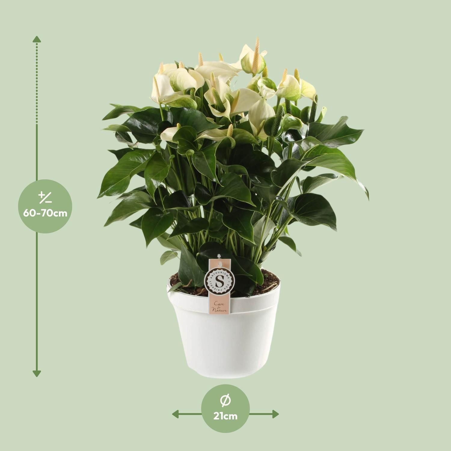 Anthurium White Champion 21cm (22593)