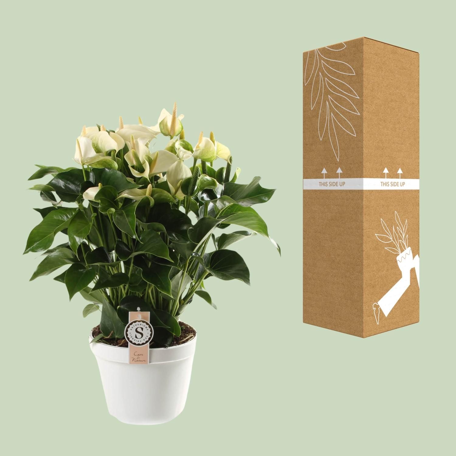 Anthurium White Champion 21cm (22593)