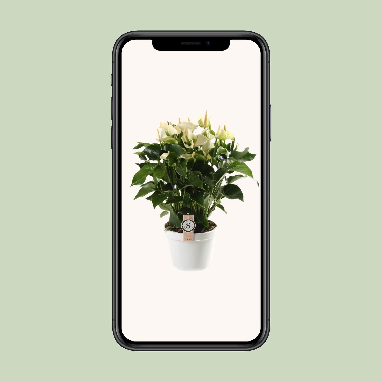 Anthurium White Champion 21cm (22593)