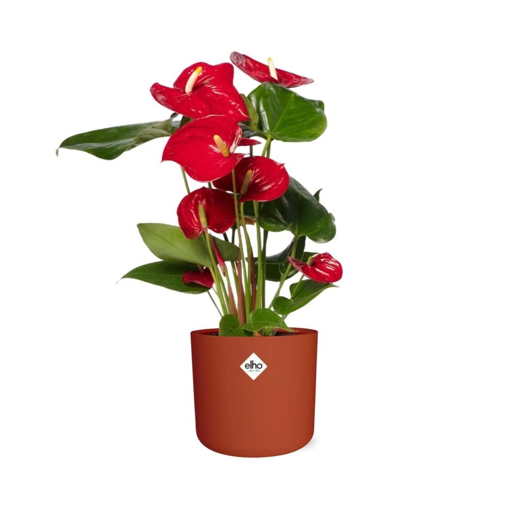 Anthurium Red 12cm in ELHO b.for soft rond 14cm brique (21486)