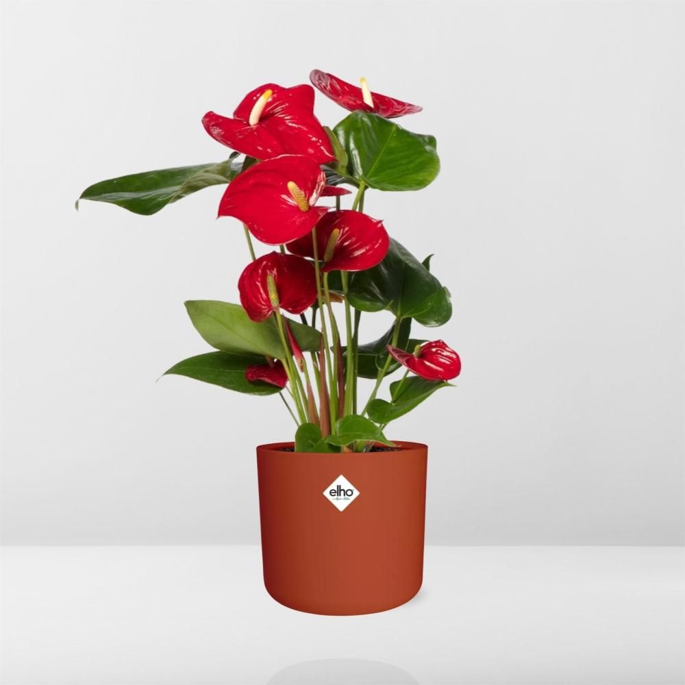 Anthurium Red 12cm in ELHO b.for soft rond 14cm brique (21486)