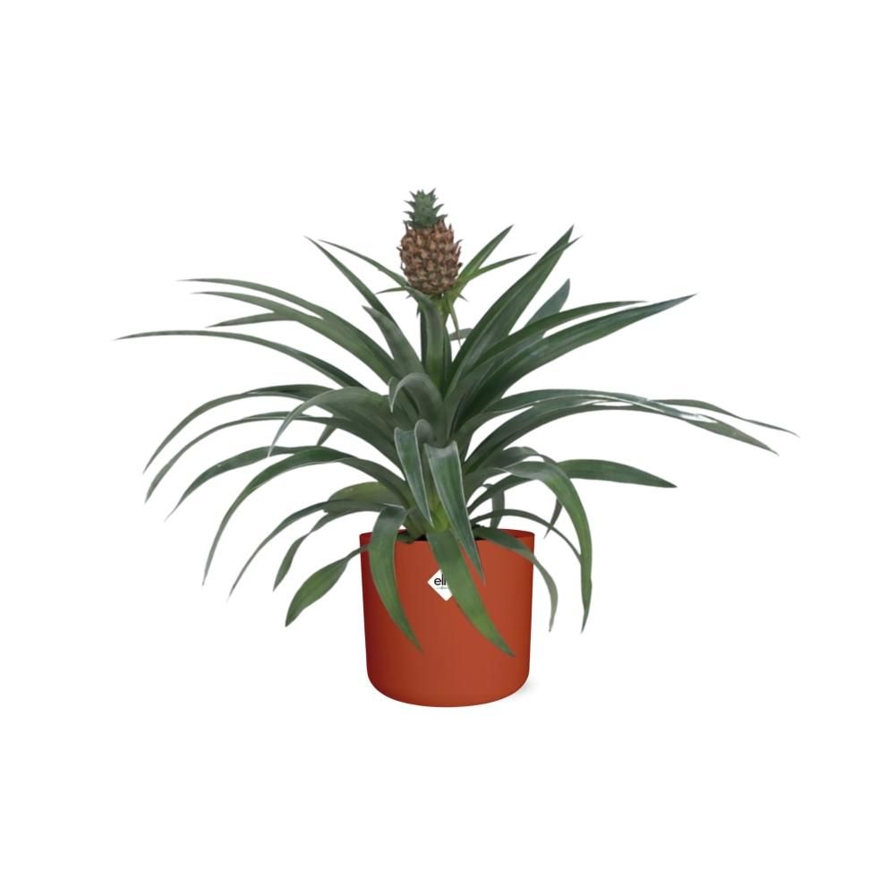 Ananas Mi Amigo 12 Cm Pot in ELHO b.for soft rond 14cm brique (21472)