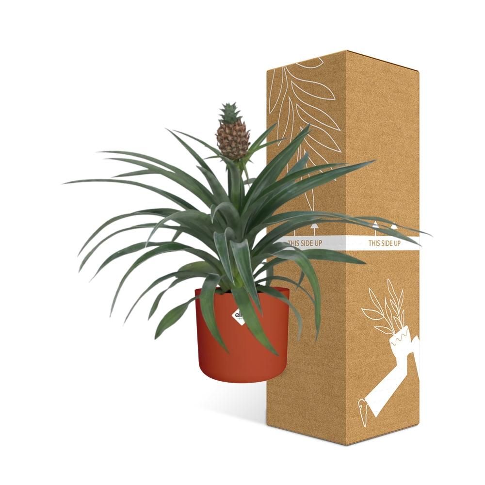 Ananas Mi Amigo 12 Cm Pot in ELHO b.for soft rond 14cm brique (21472)