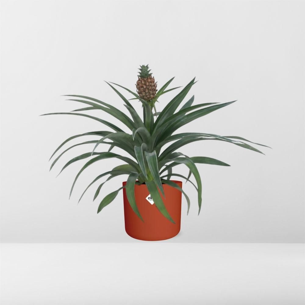 Ananas Mi Amigo 12 Cm Pot in ELHO b.for soft rond 14cm brique (21472)
