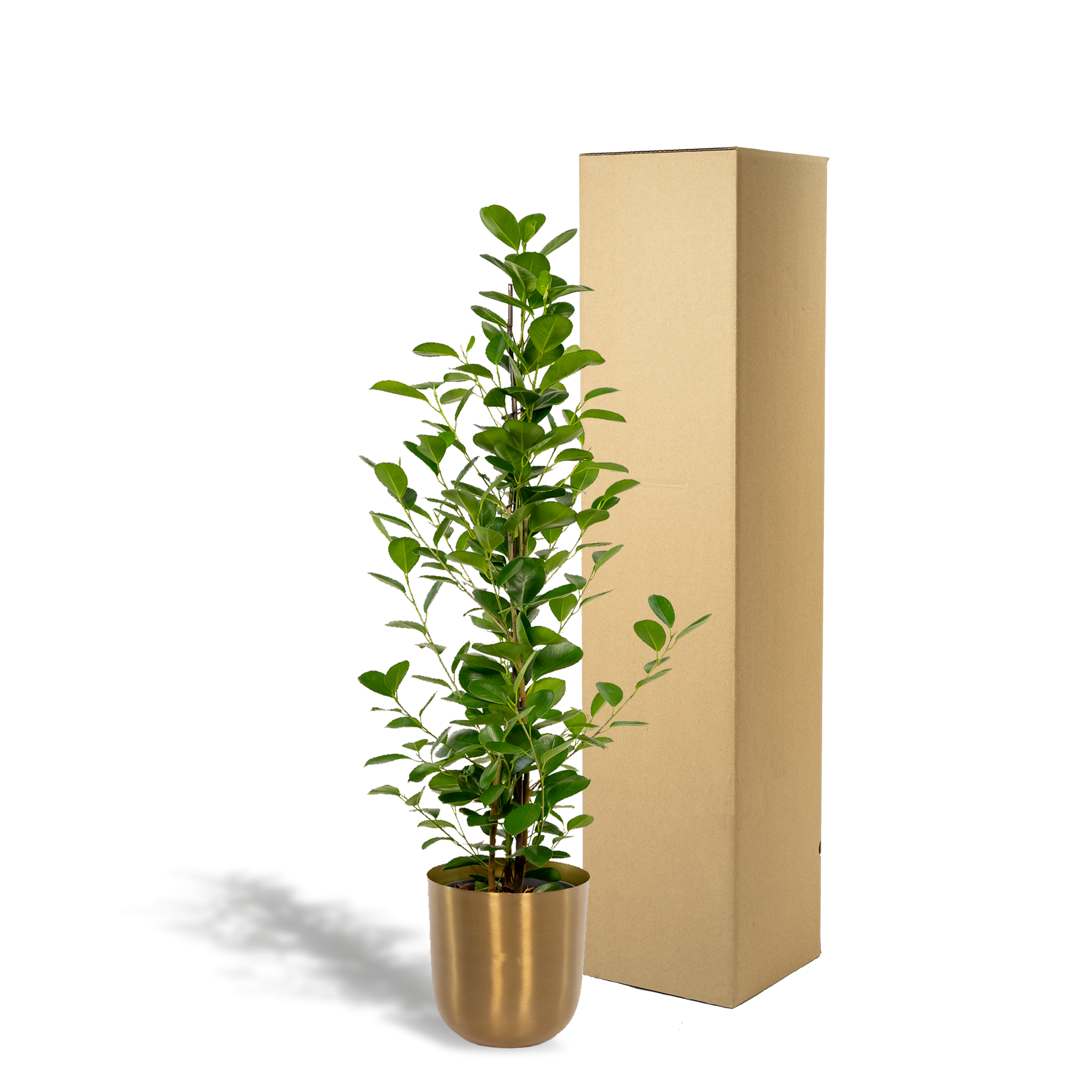 Ficus microcarpa Moclame - Pot Mayk Gold (8720634289788)