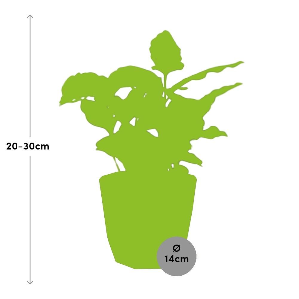 Coffea Arabica in 14cm b.for rock living black (21654)