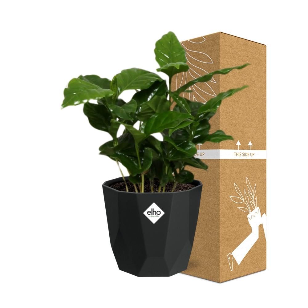 Coffea Arabica in 14cm b.for rock living black (21654)