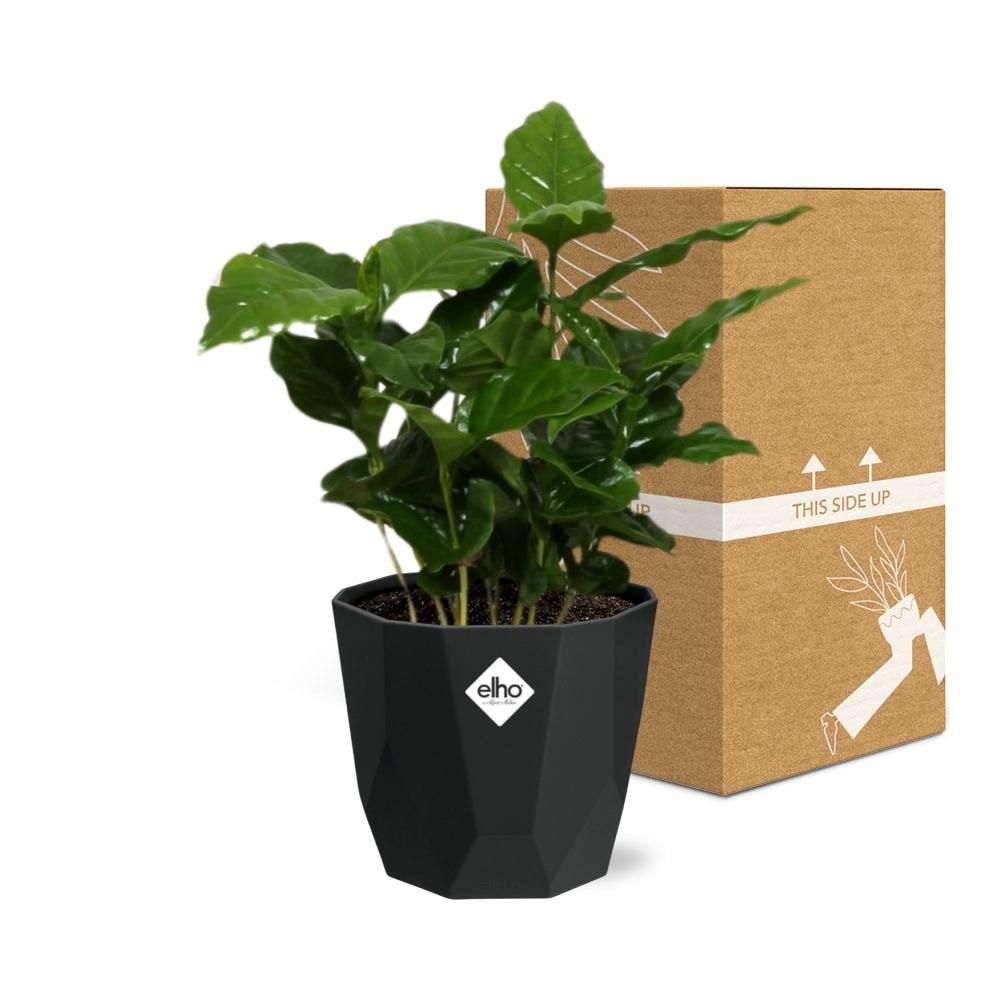 Coffea Arabica in 14cm b.for rock living black (21654)