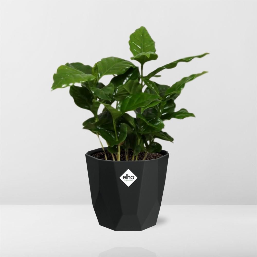 Coffea Arabica in 14cm b.for rock living black (21654)