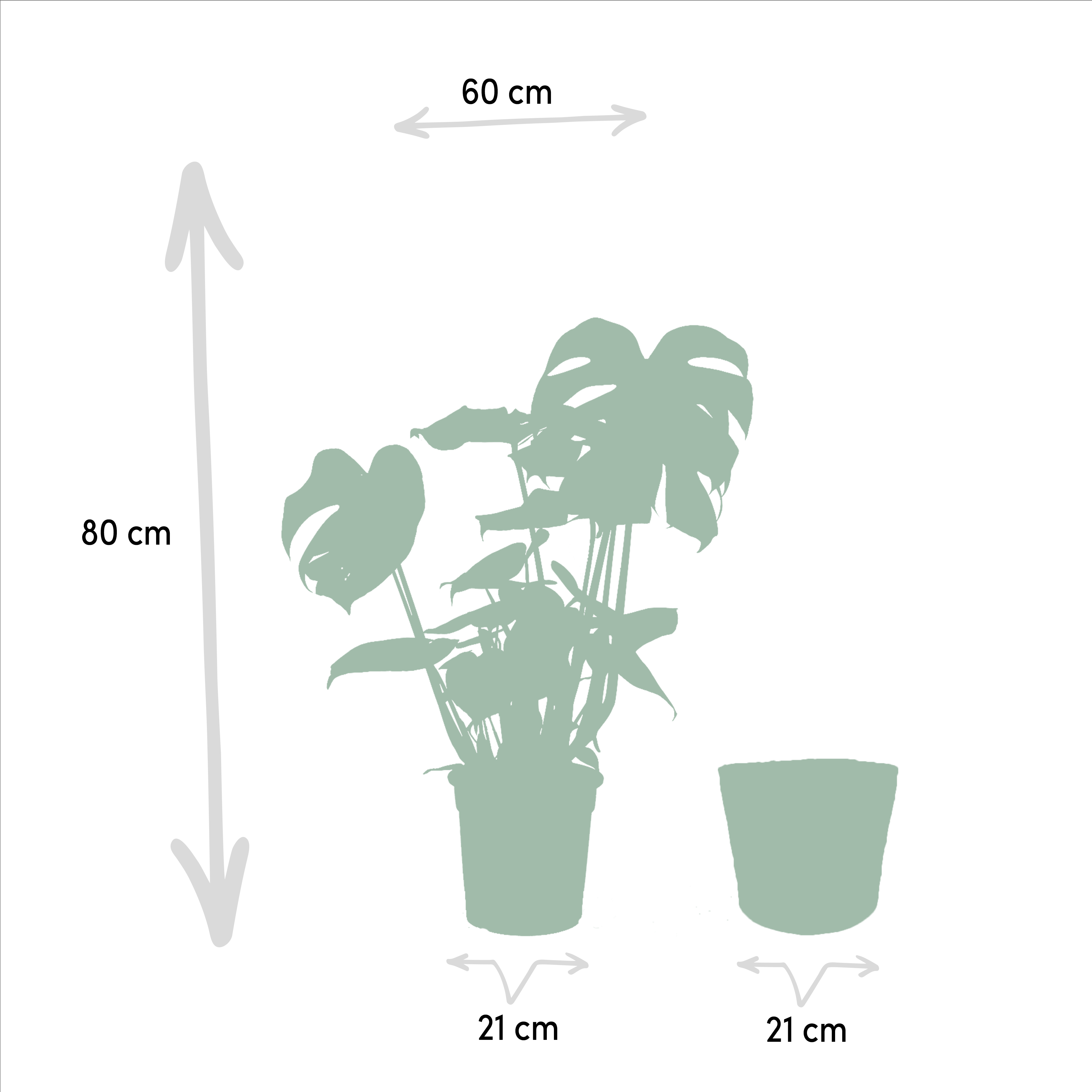 Monstera Deliciosa - ↨80cm - Ø21cm + Mand Selin (8720634289597)