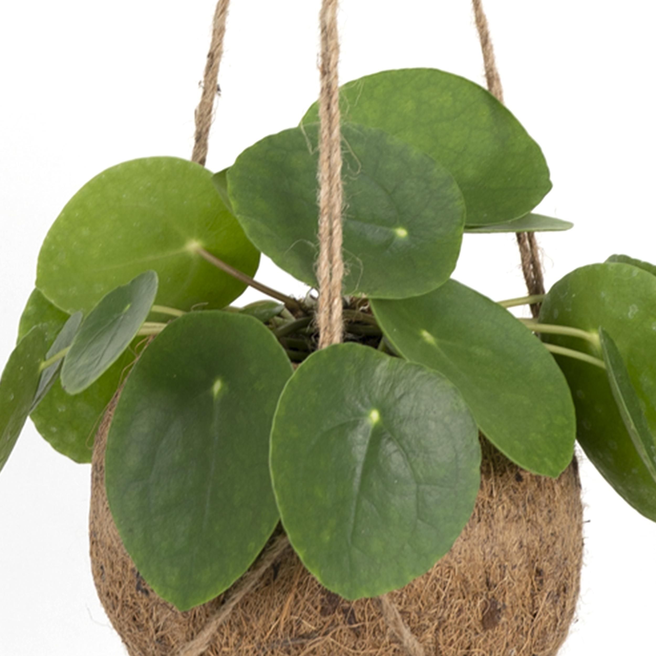 Kokodama Pilea Peperomiodes (8720634287623)