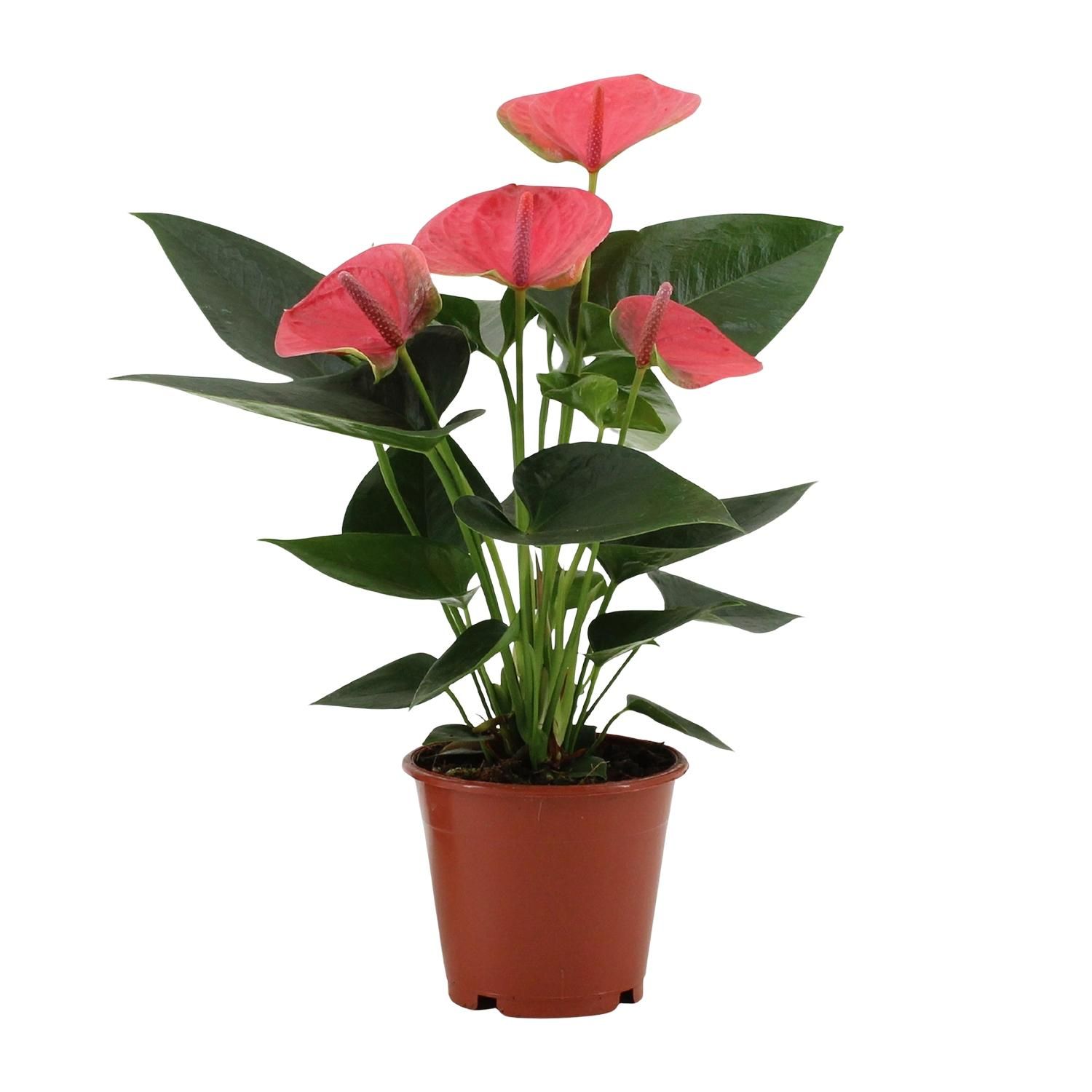 Anthurium Sweet Dream In Transparant Sleeve (28828)