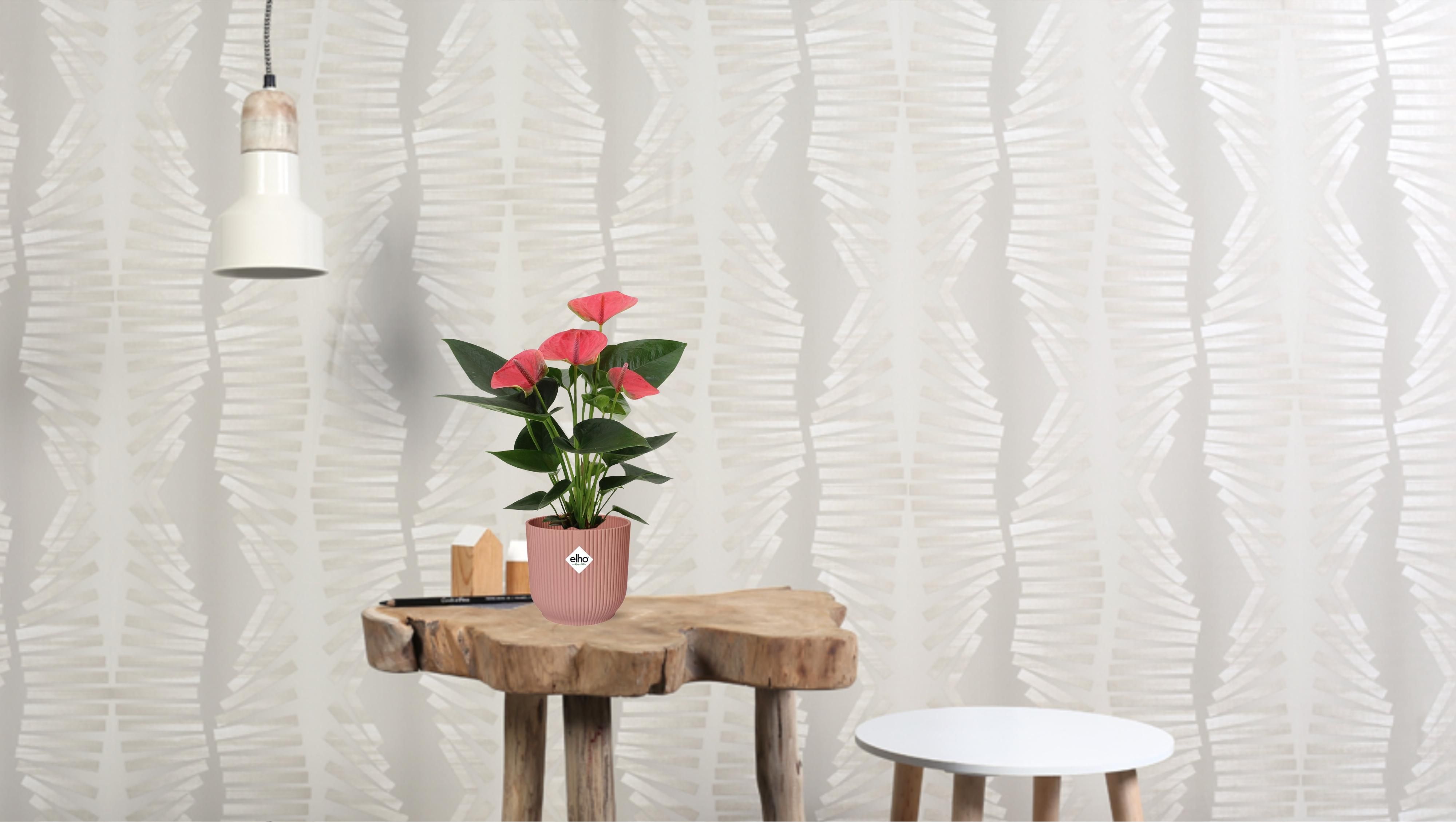 Anthurium Sweet Dream In Transparant Sleeve (28828)