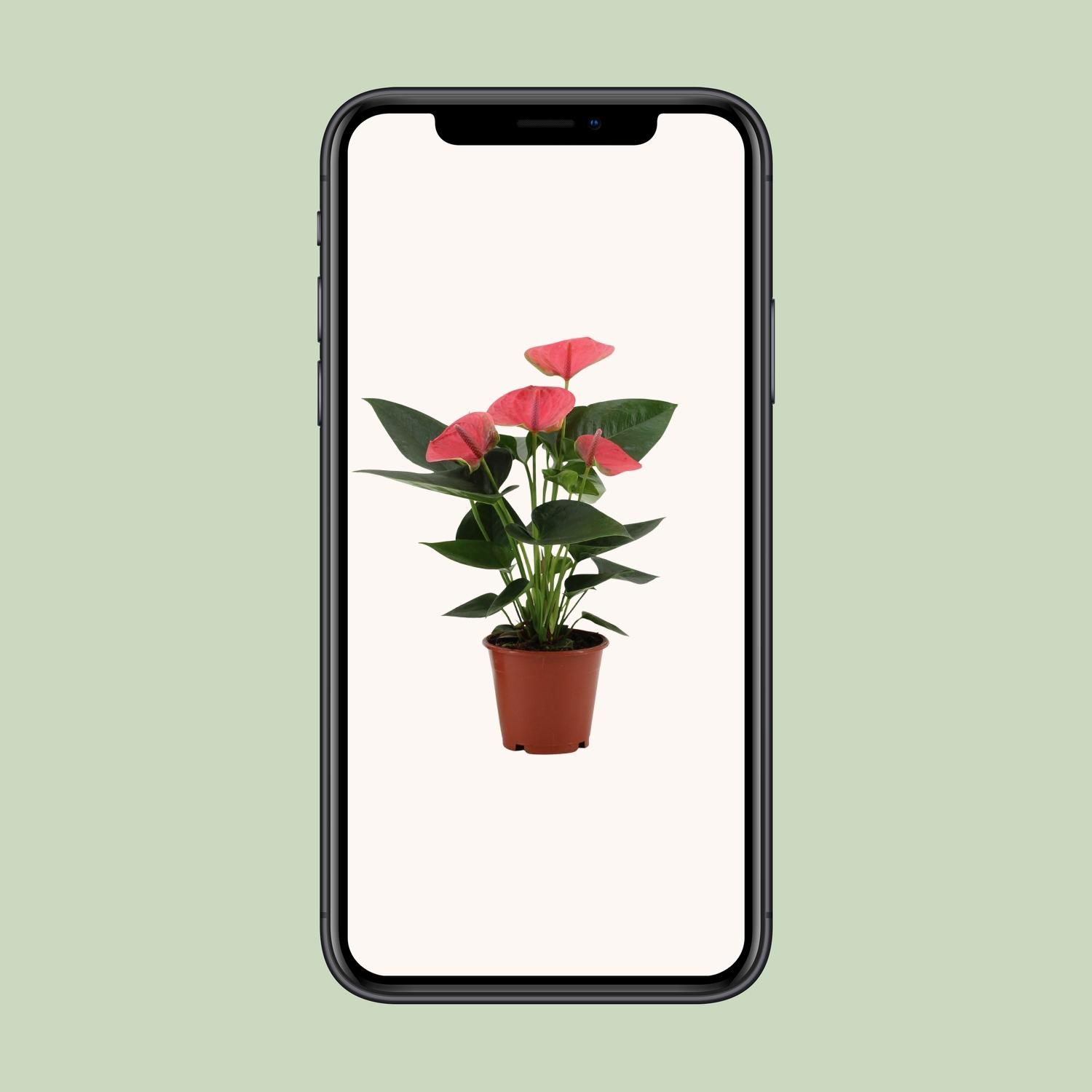 Anthurium Sweet Dream In Transparant Sleeve (28828)