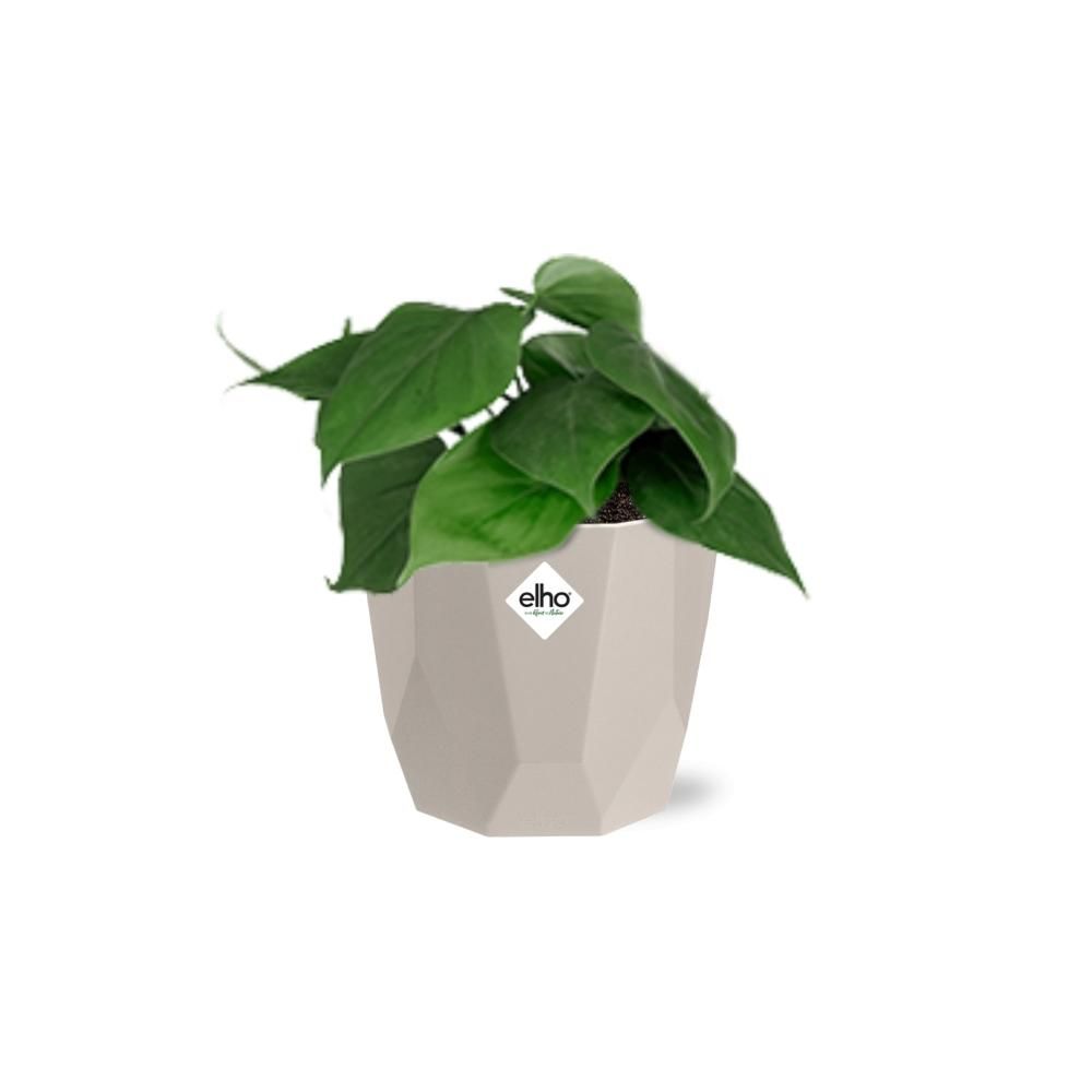 Philodendron Scandens in ELHO b.for rock 14 cm warm grey (21612)