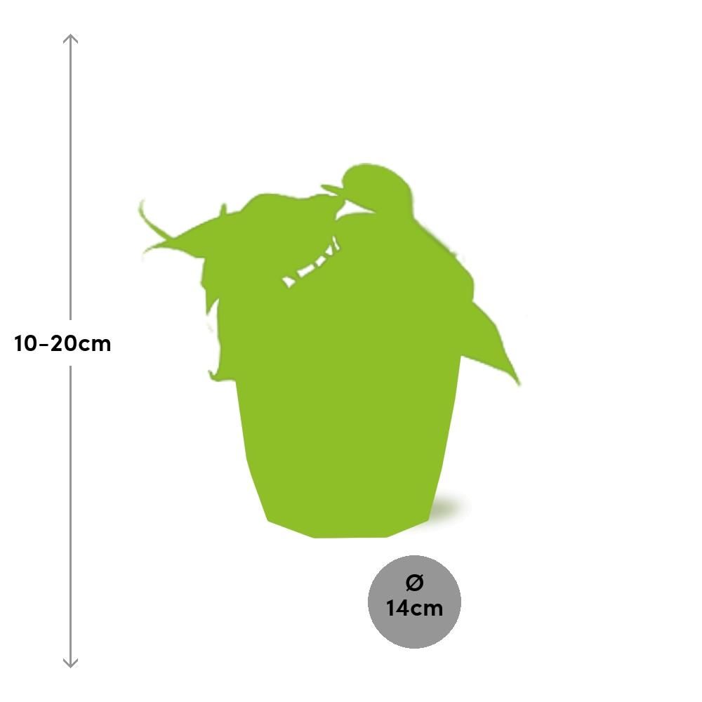 Philodendron Scandens in ELHO b.for rock 14 cm warm grey (21612)