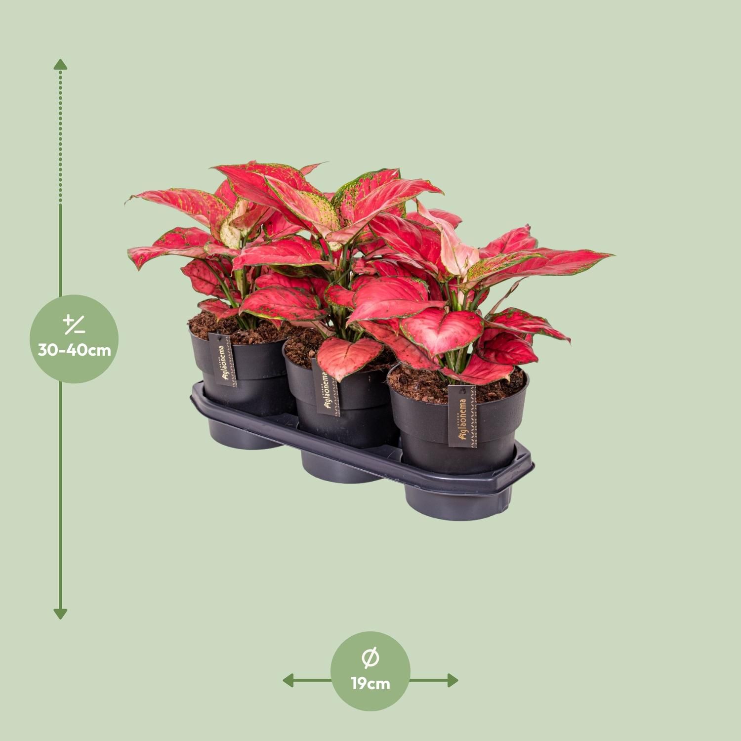 Aglaonema Red Joy (25181)