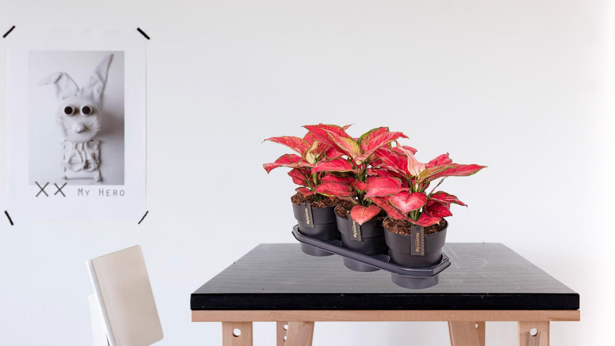 Aglaonema Red Joy (25181)