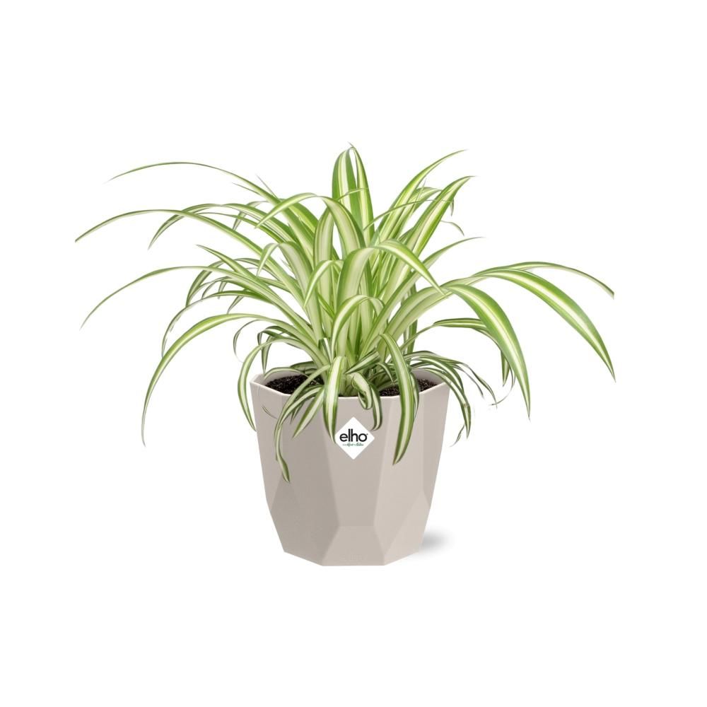 Chlorophytum Comosum Variegatum in ELHO b.for rock 14 cm warm grey (21630)