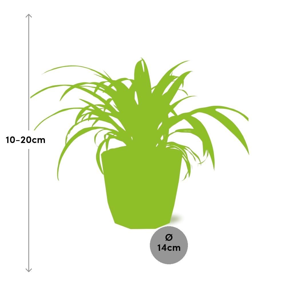 Chlorophytum Comosum Variegatum in ELHO b.for rock 14 cm warm grey (21630)