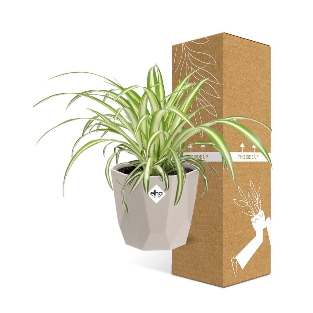 Chlorophytum Comosum Variegatum in ELHO b.for rock 14 cm warm grey (21630)