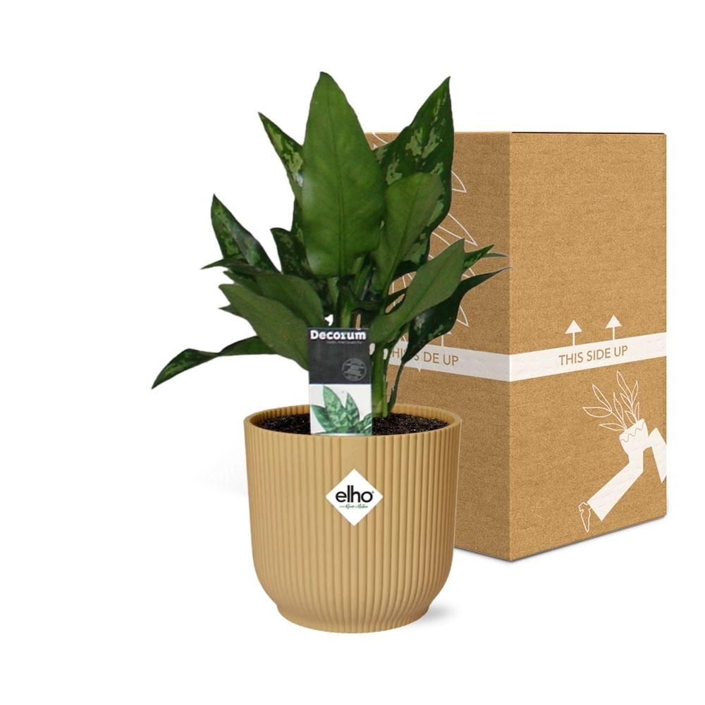 Aglaonema Maria in ELHO Vibes Fold 14cm geel (21698)