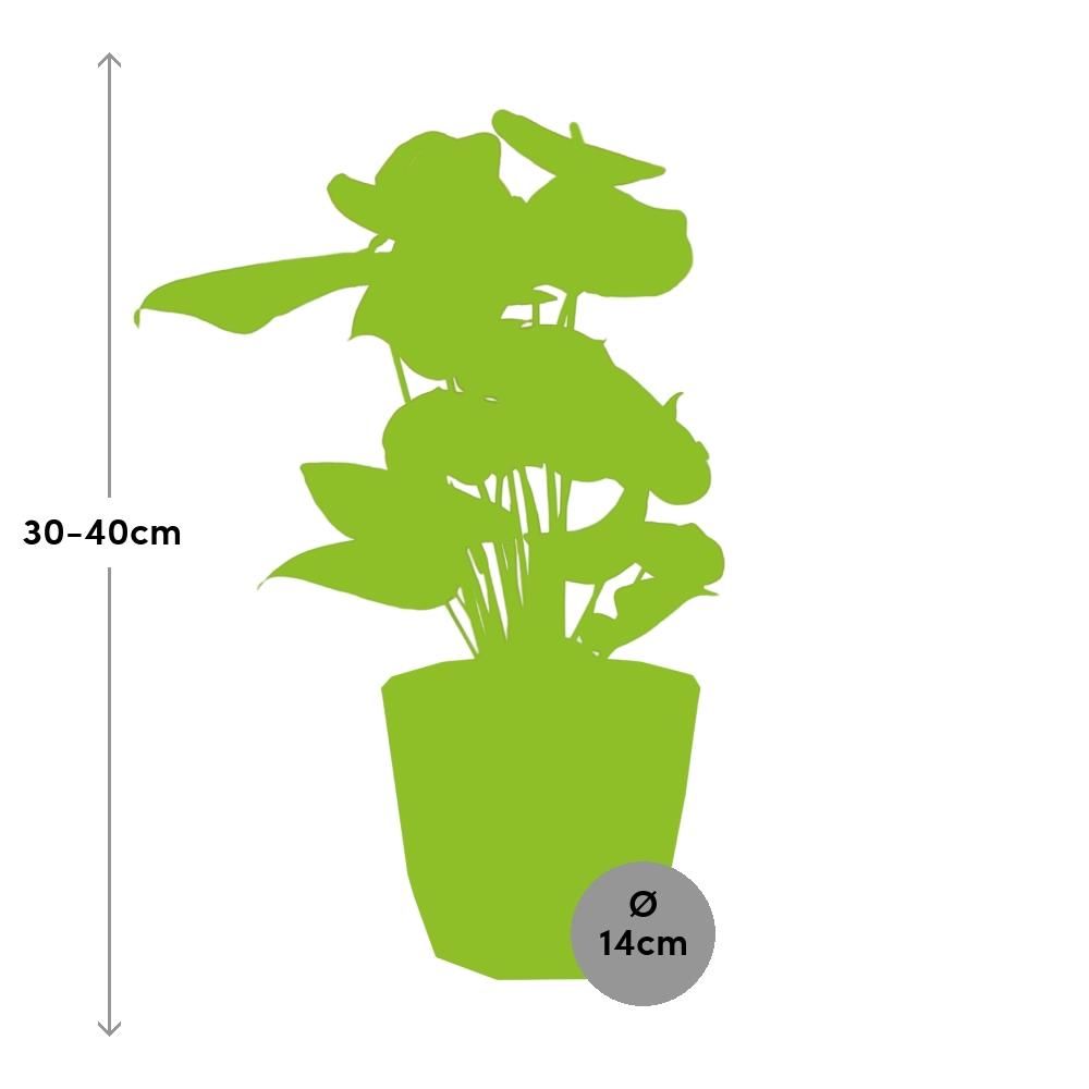 Anthurium Red 12cm in ELHO b.for rock 14 cm warm grey (21619)