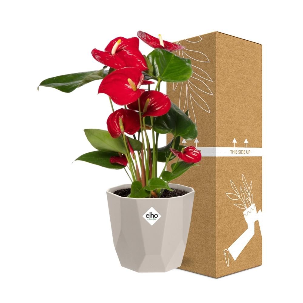 Anthurium Red 12cm in ELHO b.for rock 14 cm warm grey (21619)
