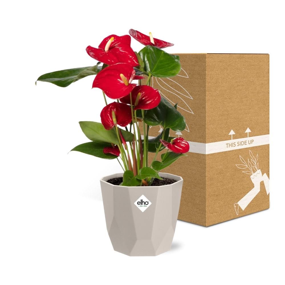 Anthurium Red 12cm in ELHO b.for rock 14 cm warm grey (21619)