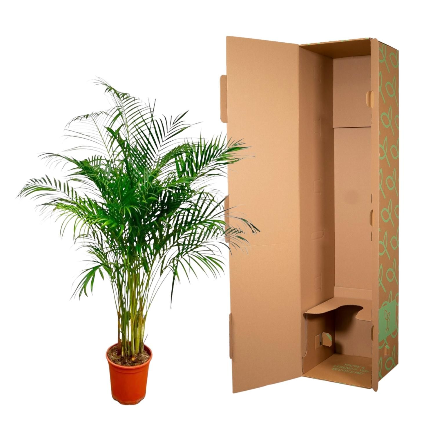 Dypsis Lutescens (Areca Palm) - 160 cm - ø27 (8721055691761)