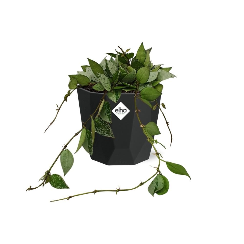 Hoya Krohniana Eskimo in 14cm b.for rock living black (21759)