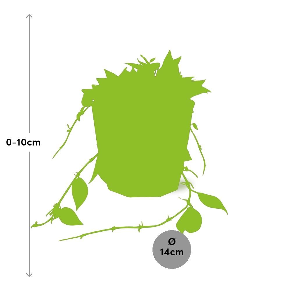 Hoya Krohniana Eskimo in 14cm b.for rock living black (21759)