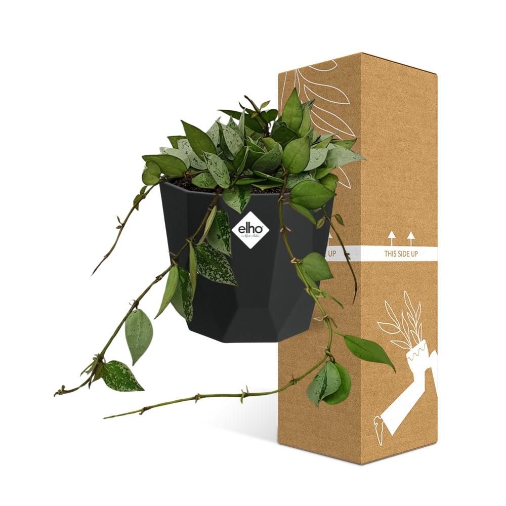 Hoya Krohniana Eskimo in 14cm b.for rock living black (21759)