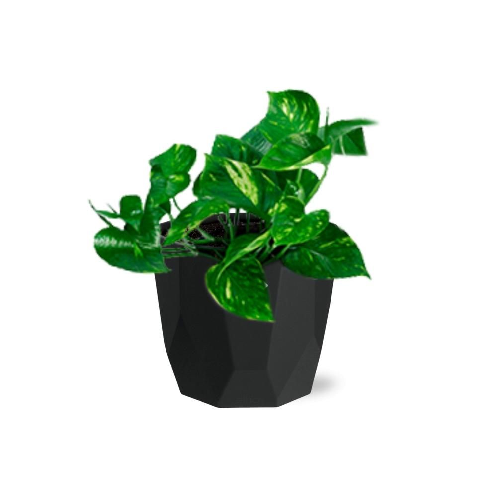 Epipremnum Pinnatum ‘Aureum’ in 14cm b.for rock living black (21641)