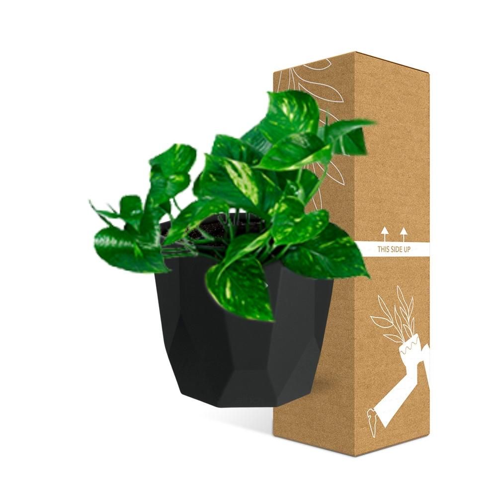 Epipremnum Pinnatum ‘Aureum’ in 14cm b.for rock living black (21641)