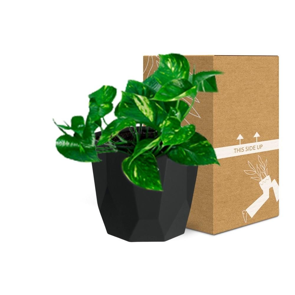 Epipremnum Pinnatum ‘Aureum’ in 14cm b.for rock living black (21641)