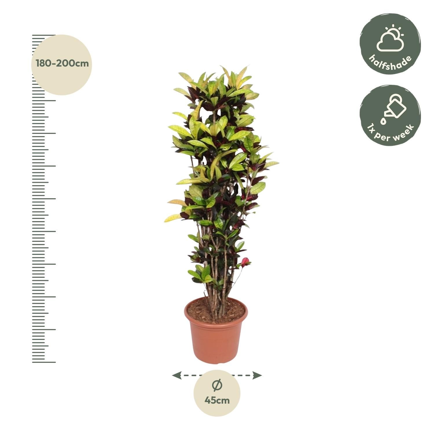 Codiaeum Iceton (Croton Iceton) - 190 cm - ø45 (8721055690054)