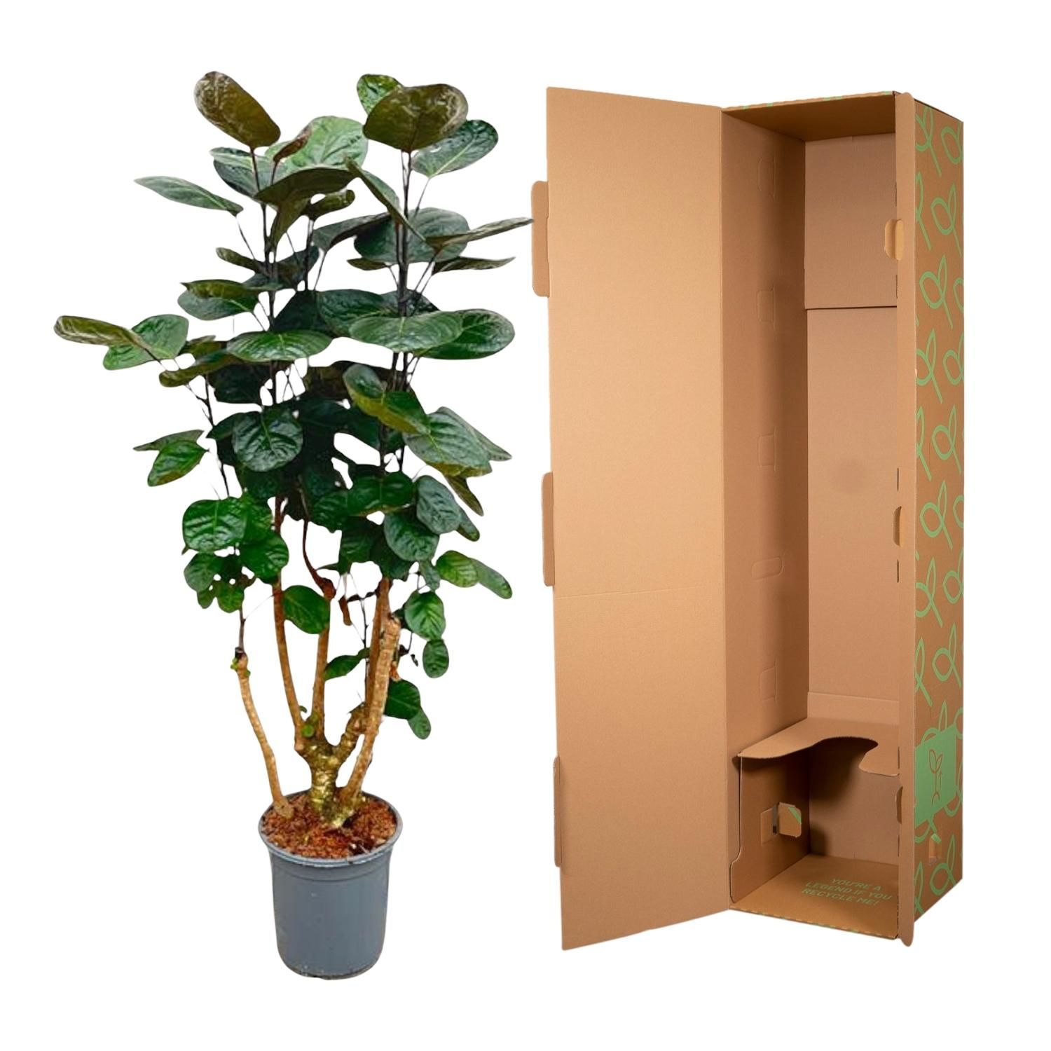 Polyscias Fabian - 130 cm - ø27 (8721055691921)