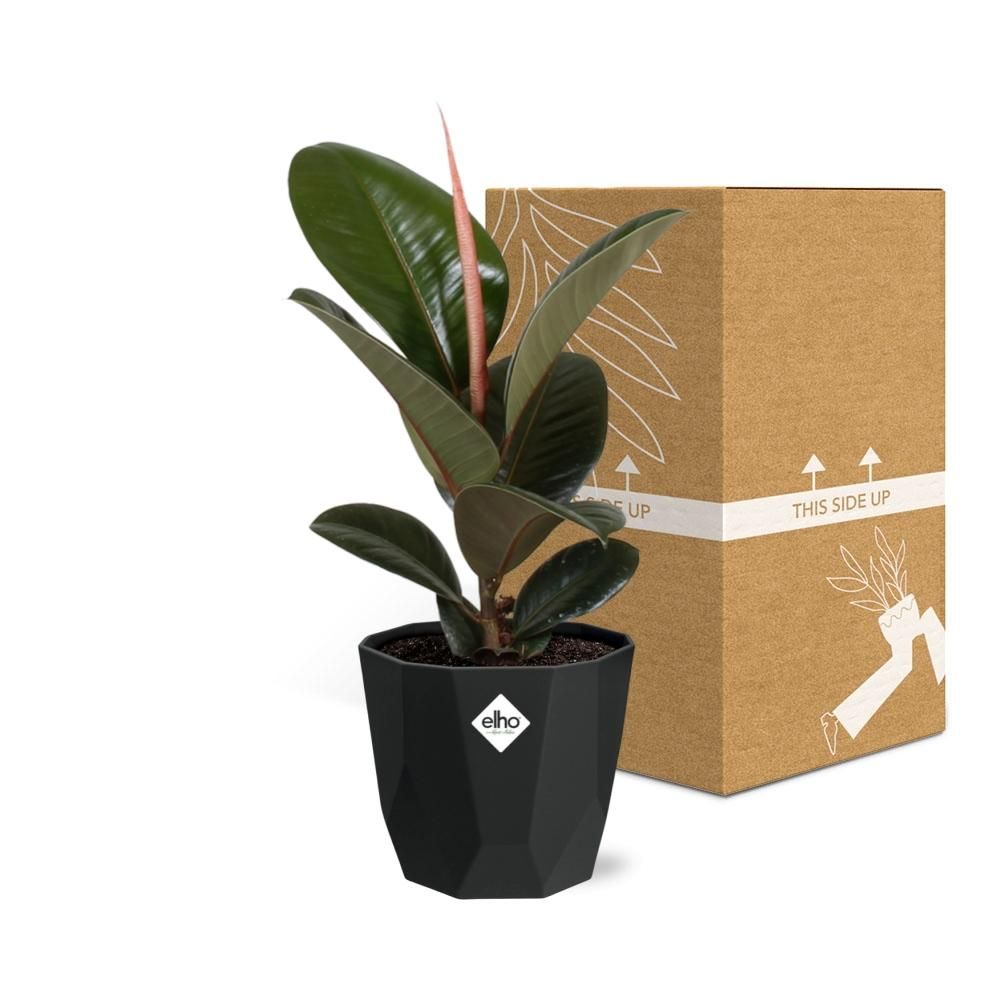 Ficus Elastica ‘Robusta’ in 14cm b.for rock living black (21763)