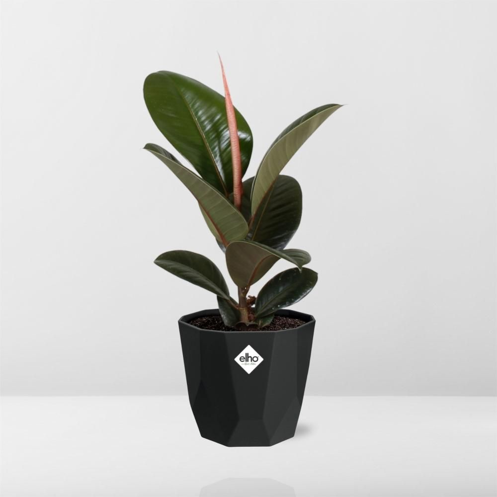 Ficus Elastica ‘Robusta’ in 14cm b.for rock living black (21763)