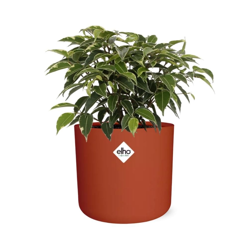 Ficus Benjamina Kinky in ELHO b.for soft rond 14cm brique (21780)