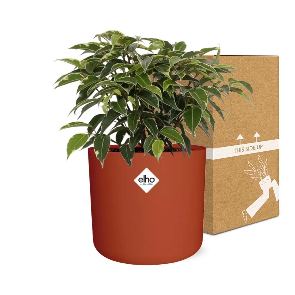 Ficus Benjamina Kinky in ELHO b.for soft rond 14cm brique (21780)